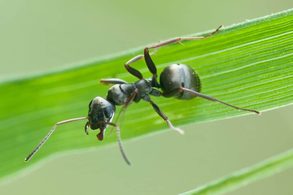 ant on green grass