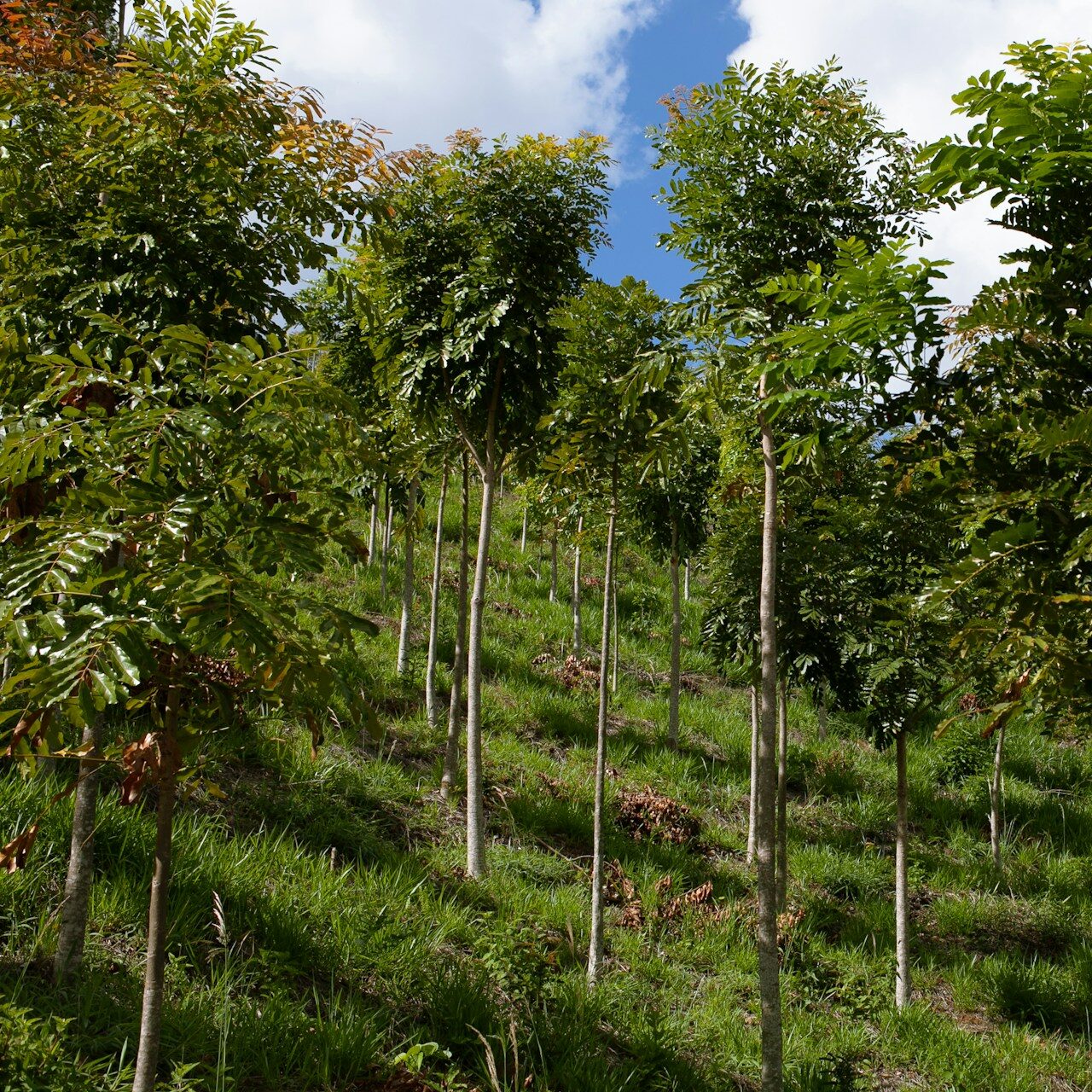 reforestation for carbon offsetting